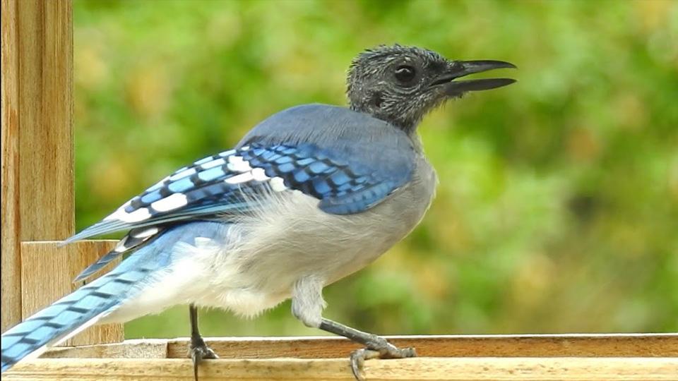 Geai Bleu Cri Mue Beauce Tv Geai Bleu Cri Mue Beauce Tv