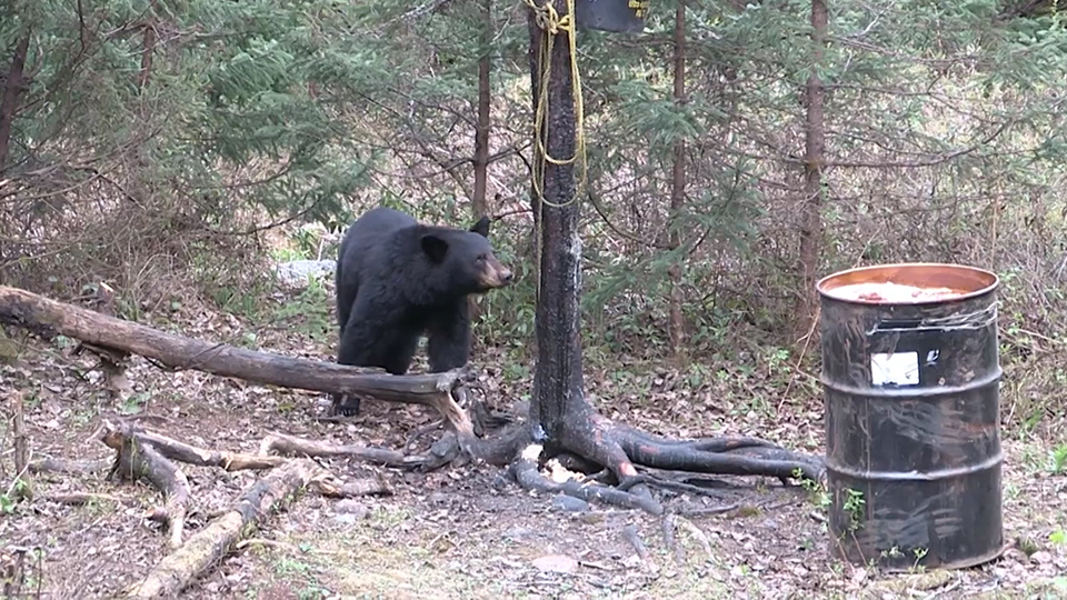 La Chasse à L'ours Film Complet Ours noir : Le défi de la chasse à l'appel - Beauce.tv