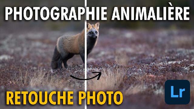 RETOUCHE complète d'une PHOTOGRAPHIE ANIMALIÈRE - LIGHTROOM ET PHOTOSHOP