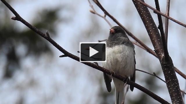 Oiseaux Du Québec Chants Et Cris 3 Beaucetv