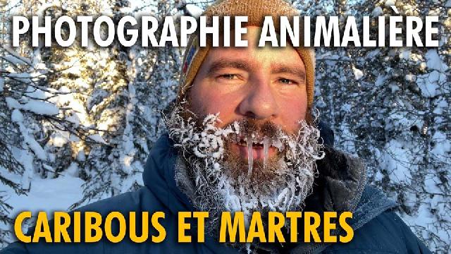 Aventure dans la taïga en hiver - Photographie animalière au Nord du Québec - Partie 1